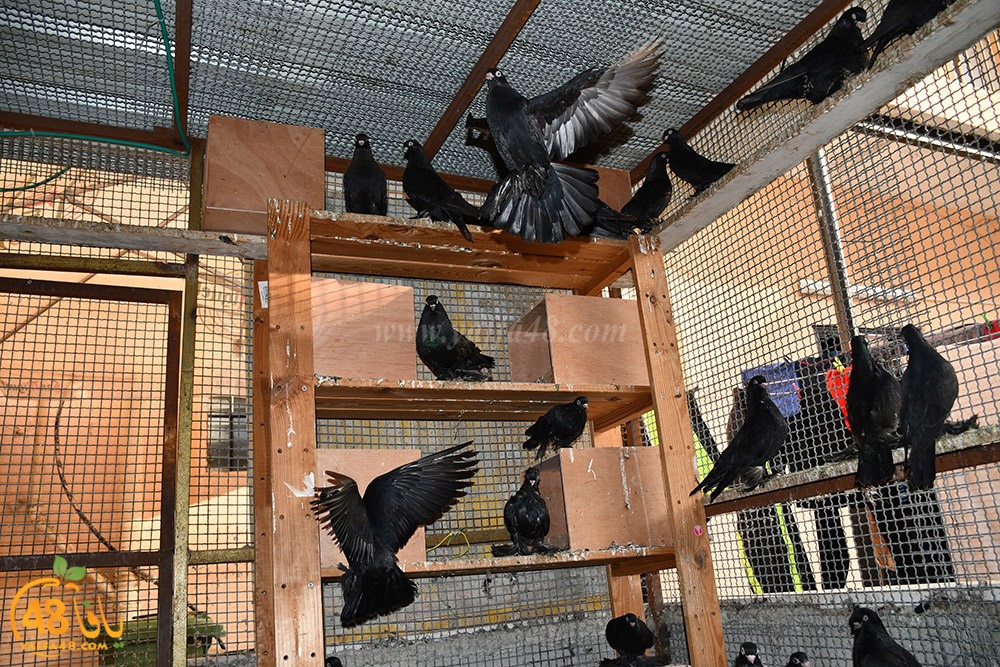 zohdi 3ashoor (71).jpeg